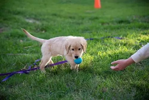 Simpatico cucciolo di Golden Retriever di razza pura che impara a giocare a prendere con una pallina da tennis all'aperto