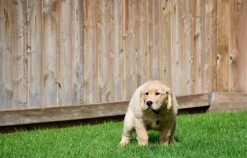 Golden retriever menyuam dev tau npaj rau poop ntawm ntsuab nyom nyob rau hauv lub tiaj nraum qaum tsev