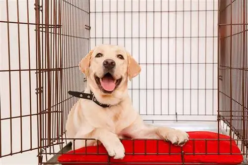 Chiot golden retriever dans une caisse