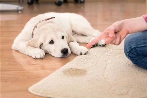 Cucciolo di golden retriever che sembra colpevole dalla sua punizione