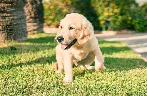 Golden retriever menyuam dev muaj kev lom zem ntawm lub tiaj ua si zaum ntawm cov nyom ntsuab