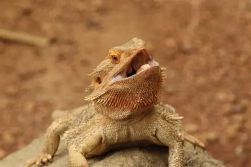 Vim Li Cas Bearded Dragons Wave? 5 Yog vim li cas