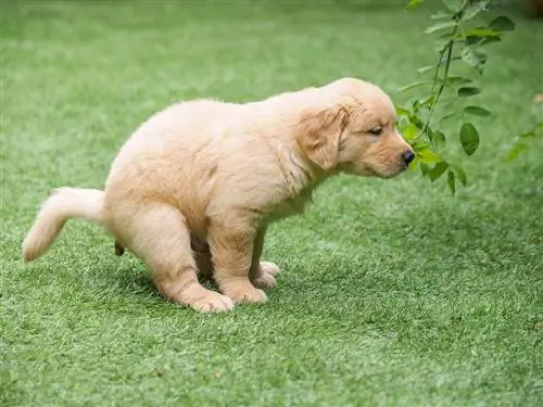 Hvordan man pottetræner en Golden Retriever (7 gennemprøvede metoder)