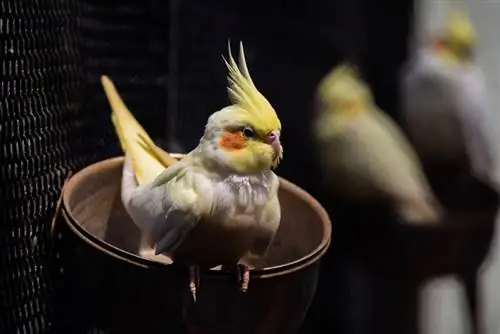 cockatiel lintu kyydissä sen ruokintamalja