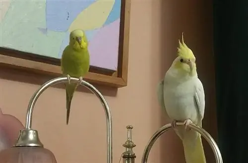 Μπορούν ένα Cockatiel και ένας Parakeet να ζήσουν μαζί; Facts & FAQ