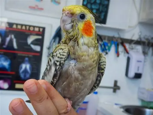 un cockatiel nella clinica veterinaria