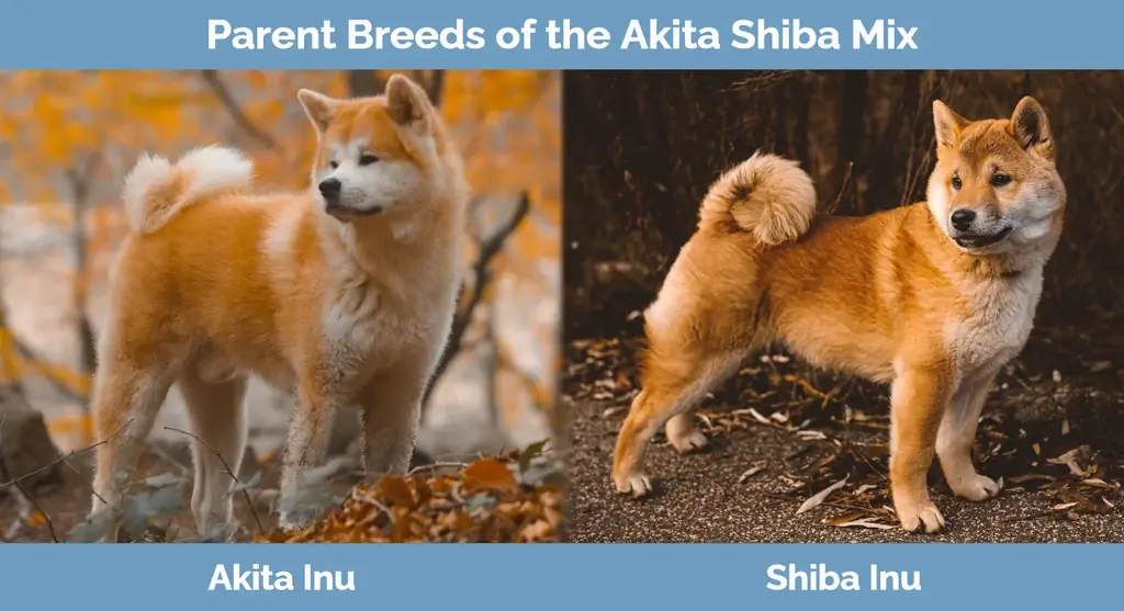 Akita Shiba aralashmasining ota-ona zotlari