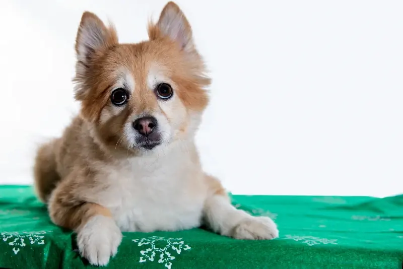 Akita Shiba Mix: Slike, njega, temperament & Osobine