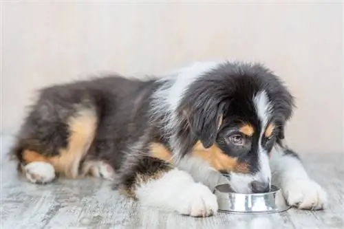 cão pastor australiano comendo