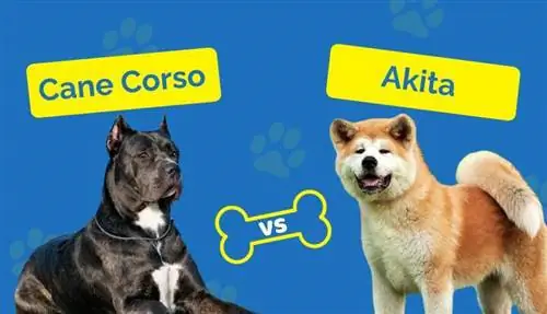 Cane Corso Akita Mix Info: Суреттер, Темперамент & Сипаттамалар