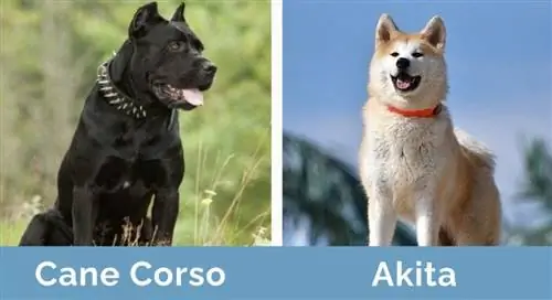 Cane Corso และ Akita