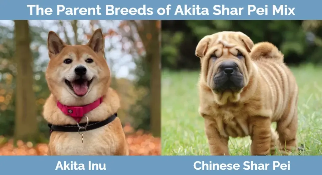 Akita Shar Pei aralashmasining ota-ona zotlari