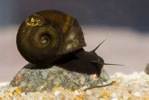 ramhorn snail