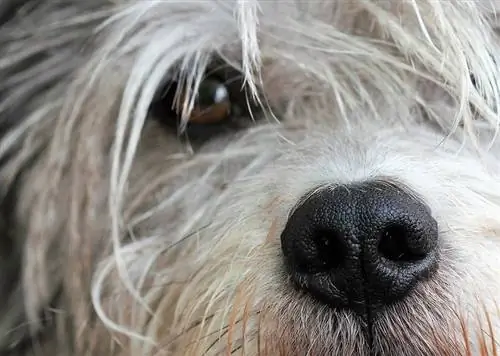 Un chien perd des poils autour des yeux ? 9 raisons pour lesquelles et quoi faire