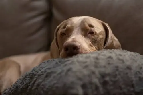 slaperige weimaranerhond_APN-Photography_shutterstock