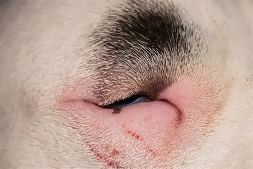 Entropion dans les yeux du chien