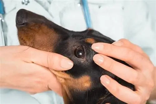 il veterinario esamina l'occhio di un cane bassotto