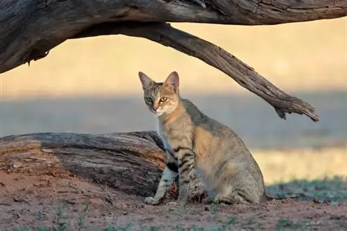 gato selvagem africano