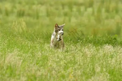 um gato malhado com um coelho jovem na boca