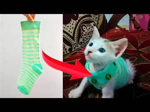 Cara Membuat Baju DIY dari Kaos Kaki|Pakaian Kucing|Art Craft by Linta