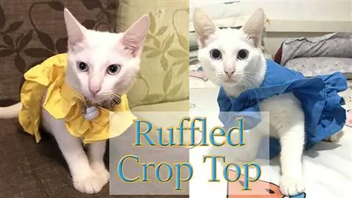 Stile 25 - Come realizzare vestiti con top corto arruffato per gatti | Animale domestico fai-da-te: abiti da gatto | Con modello youtube