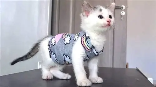 Des vêtements de chat à partir de chaussettes ! PushPaws