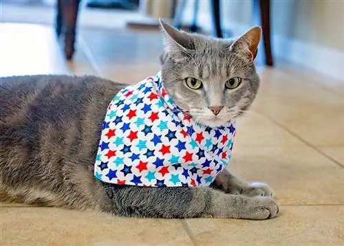 Tenues de chat bricolage - Coudre un foulard de chat patriotique