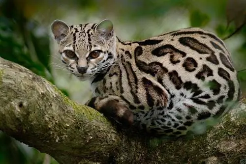 Margay, Leopardis wiedii, skaists kaķis sēž uz zara tropu mežā, Panama