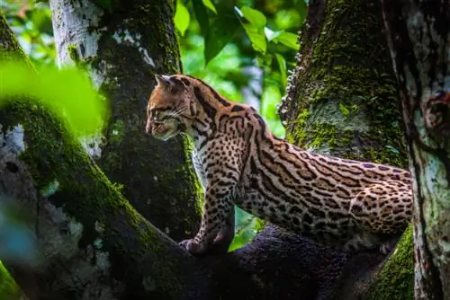 Northern Tiger Cat Oncilla su un albero