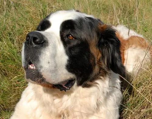 Saint Bermastiff (Mastiff & St. Bernard Mix): zdjęcia, informacje, cechy