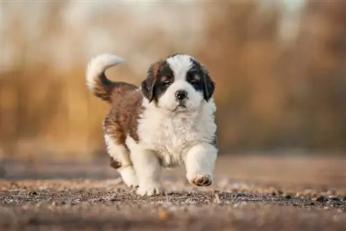 Avliyo Bermastiff kuchukchasi