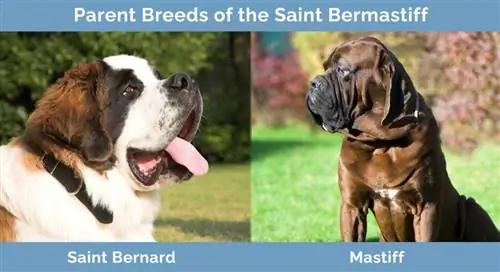 Forældreracer af Saint Bermastiff