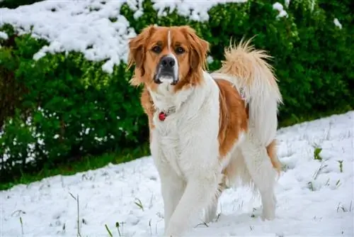 San Bernese (St. Bernard & Misto bovaro bernese): informazioni, immagini, fatti