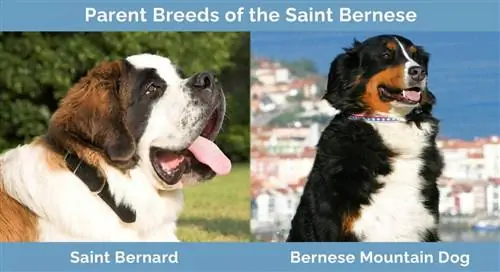 Mga Magulang na Lahi ng Saint Bernese