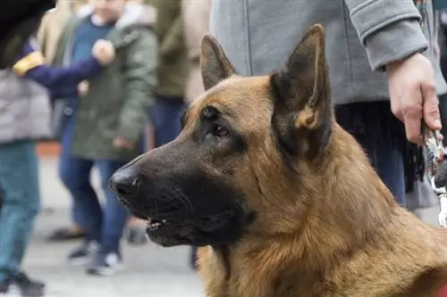 Duitse Herder persoonlikheid