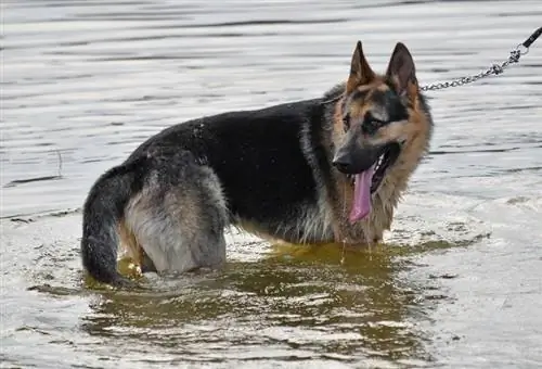 Duitse herder in bad