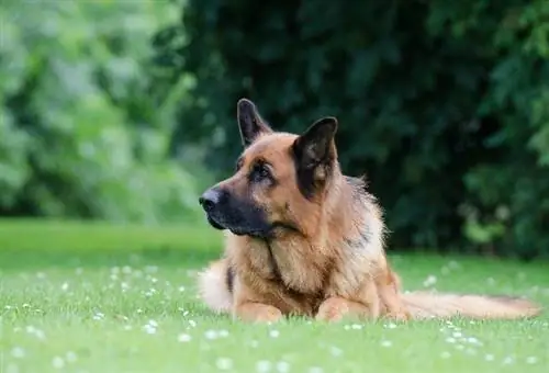 Duitse herder vrouwelijke gezondheid