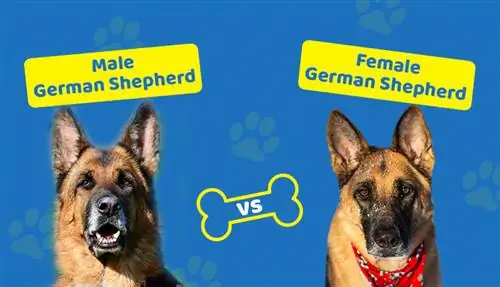 Männliche vs. weibliche Deutsche Schäferhunde: Was ist der Unterschied (mit Bildern)