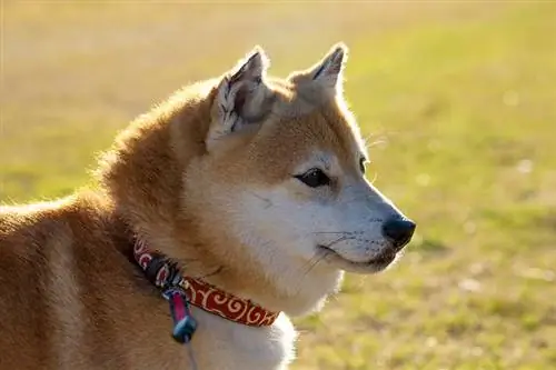 nærbilde mini shiba inu