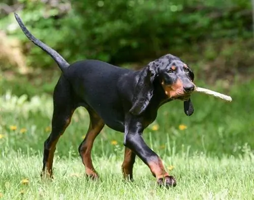 Coonhound nero focato