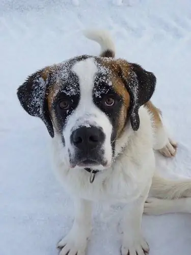 Informazioni sulla razza del cane Labernard