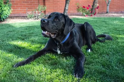 Labernard (Labrador & St. Bernard Mix) Informacion, Foto, Fakte