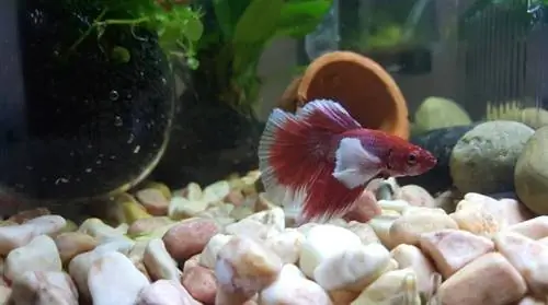 DIY smuk Betta Fish Tank