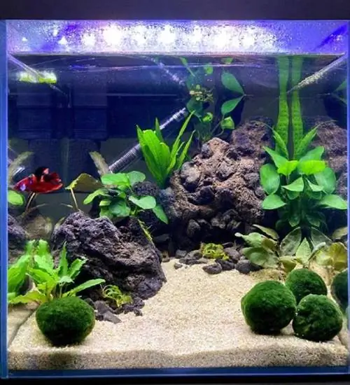 DIY Low Tech Planted Tank til en Betta Fish