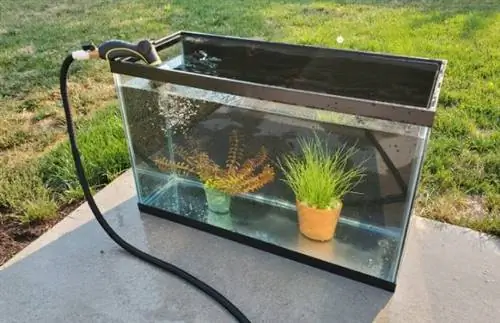 DIY qozonli akvarium o'simliklari