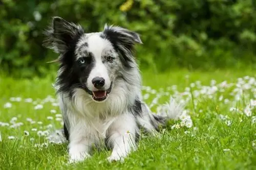 Blue Merle Border Collie wat op die gras lê