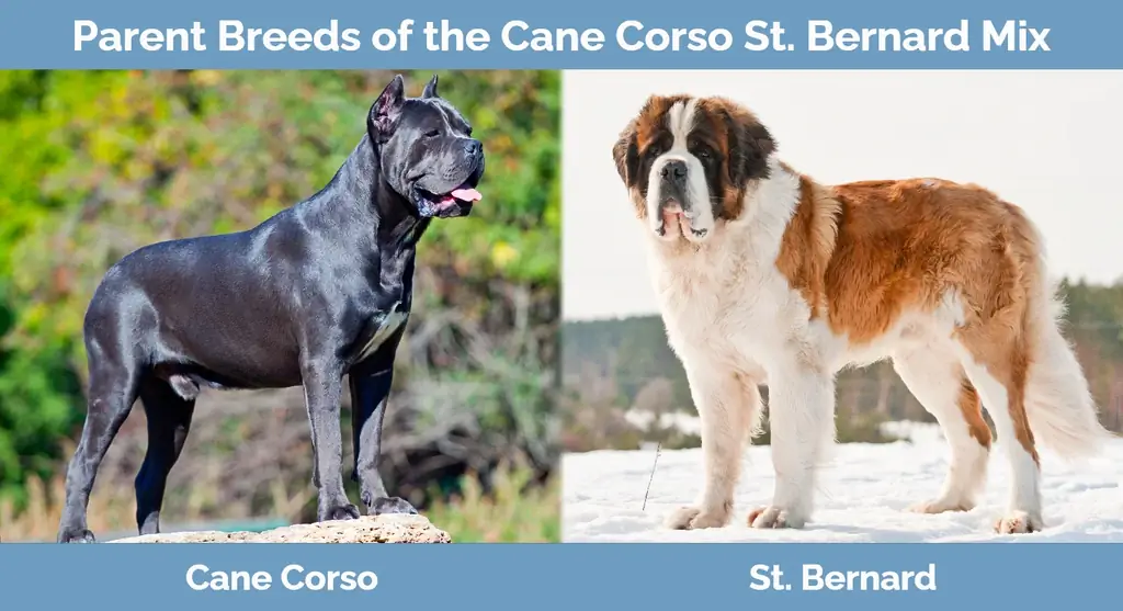 Cov niam txiv yug ntawm Cane Corso Saint Bernard Mix