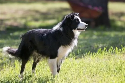 Border Collie oppas