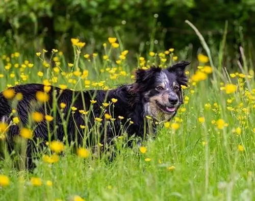 Border Collie