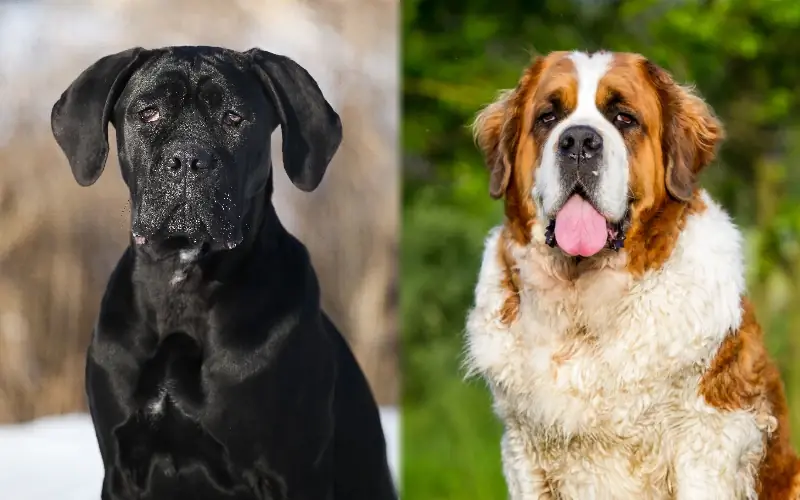 Cane Corso سانت برنارد ميكس: معلومات ، صور ، سمات & حقائق